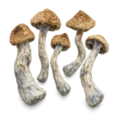 Golden Teacher Shrooms