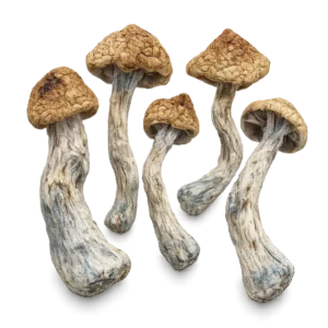 Golden Teacher Shrooms