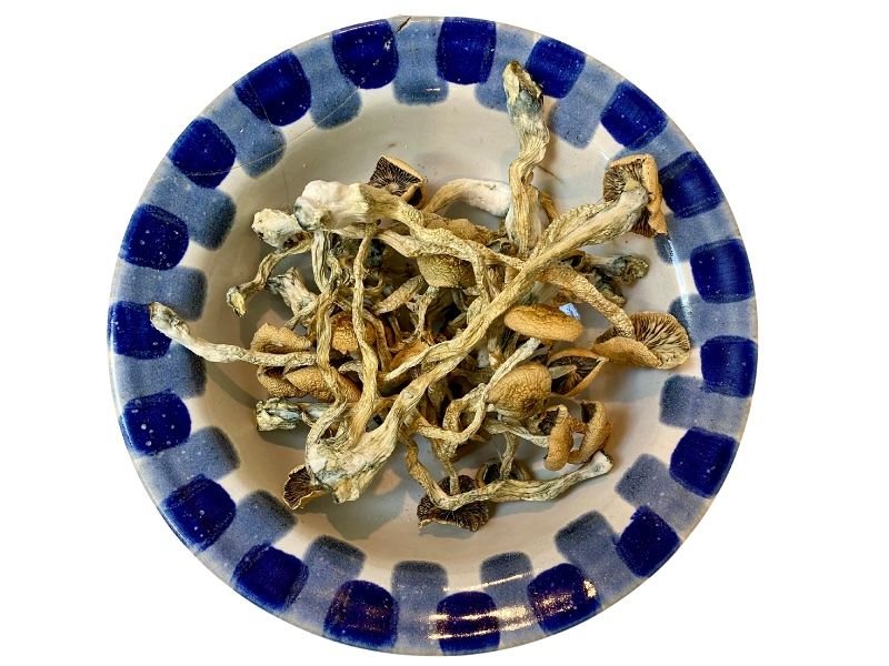 Treasure Coast mushrooms