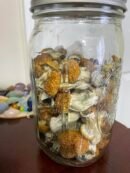 Z-Strain Psilocybe Cubensis