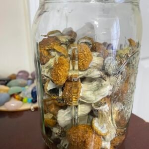Z-Strain Psilocybe Cubensis