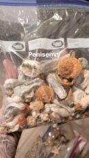 dried penis envy mushroom
