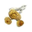 https://magicmushroomshopor.com/product/golden-teacher-shrooms/