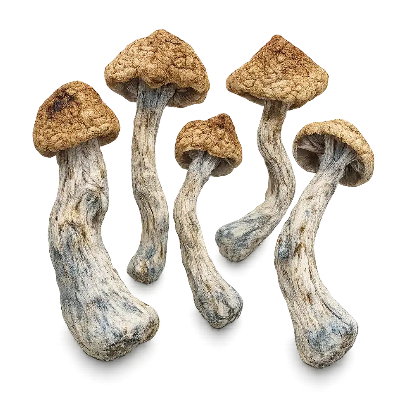 Golden Teacher Shrooms